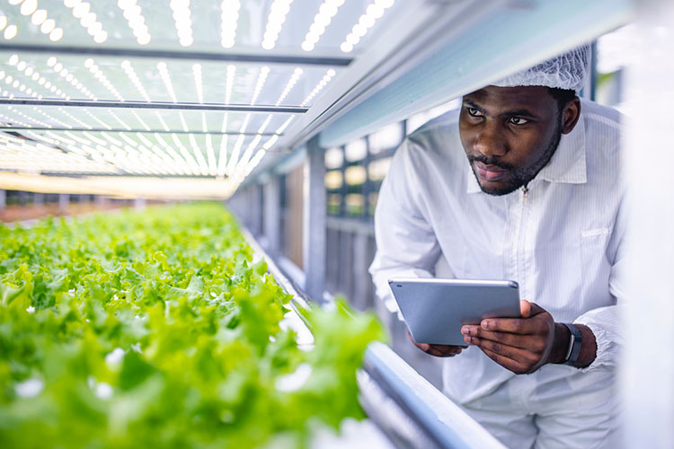A grower looking at plants on a shelf and taking notes.